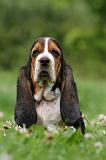 BASSET HOUND 035